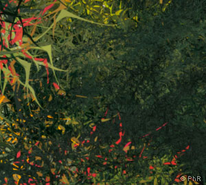 peinture animée